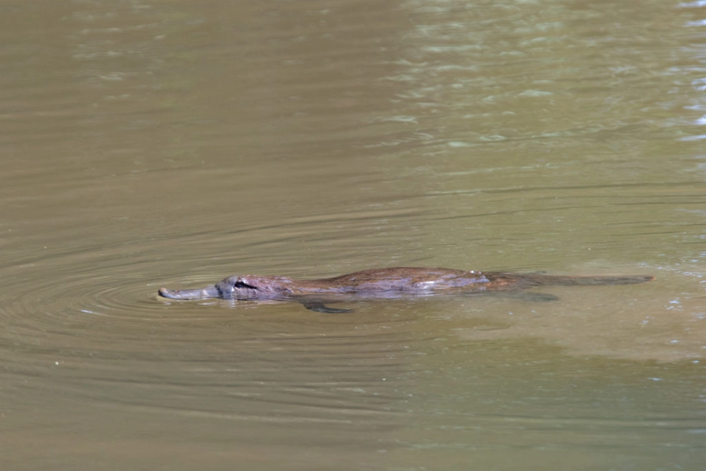 platypus Tasmania - the creek at tasmanian arboretum