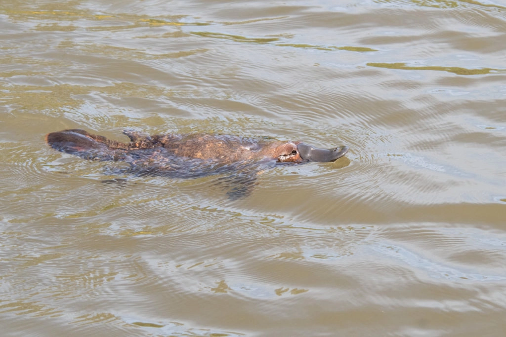 Best place to see platypus in Tasmania