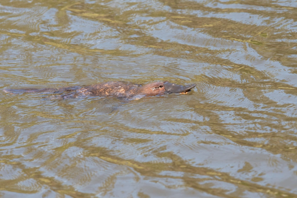 Where to see platypus in Tasmania? In Tasmanian Arboretum!