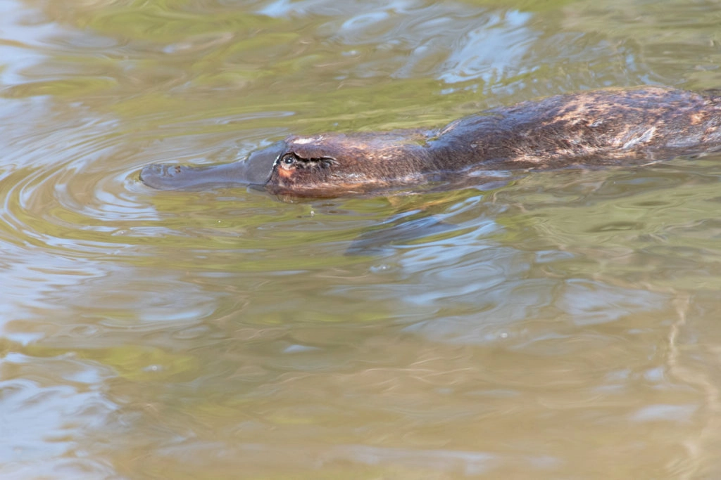 Platypus tasmania - close up