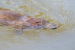 things to do in Tasmania - see a platypus