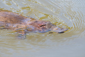 where to see platypus in Tasmania