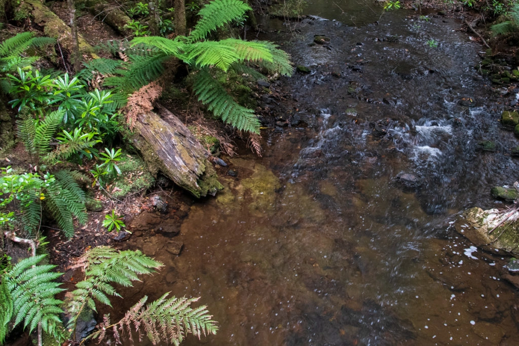 Rapid River on Tarkine Drive