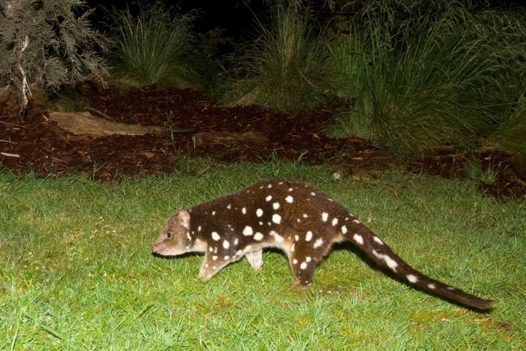 Spotted-tailed quoll in the wild, Tasmania