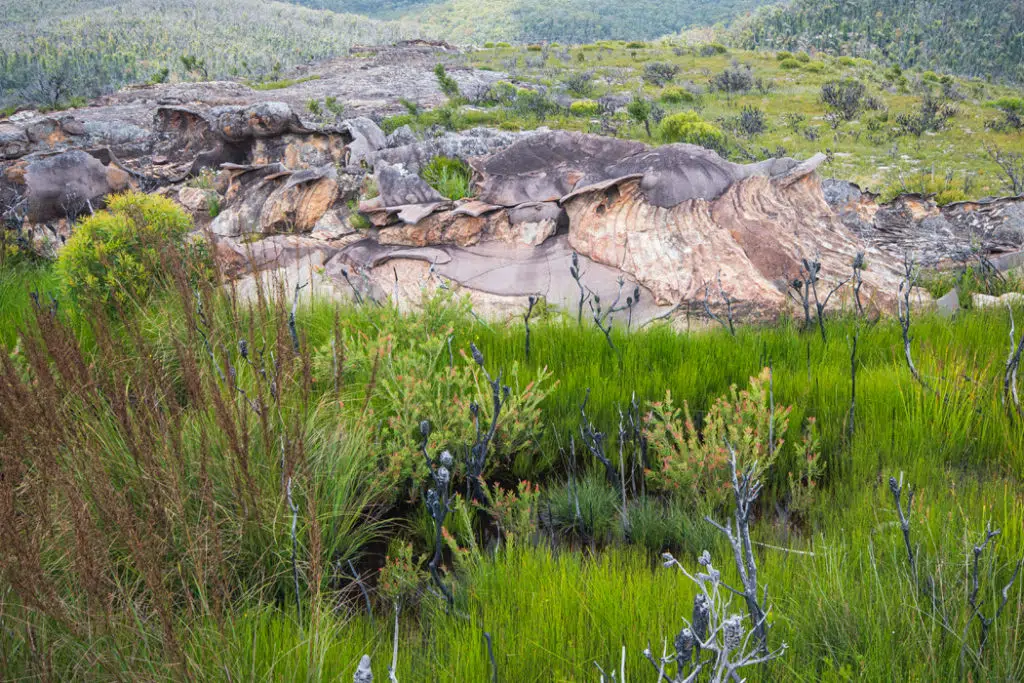 Swamp at Butterbox point