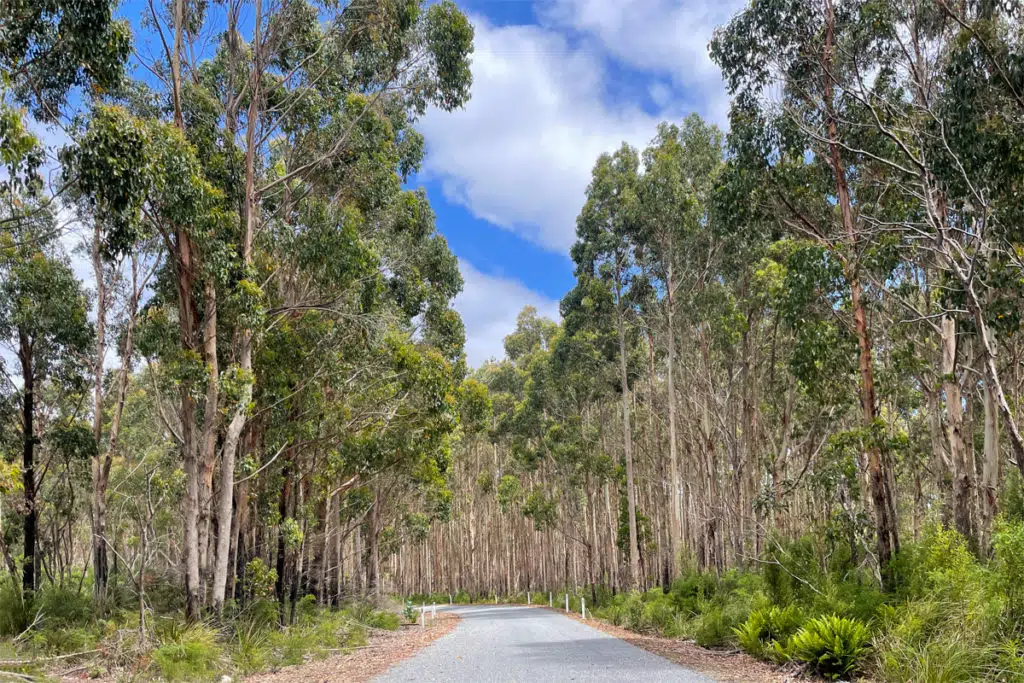 Tarkine Drive road