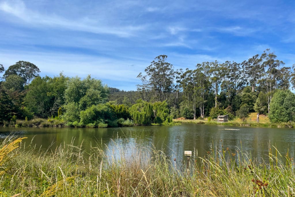 Founders lake at Tasmanian arboretum
