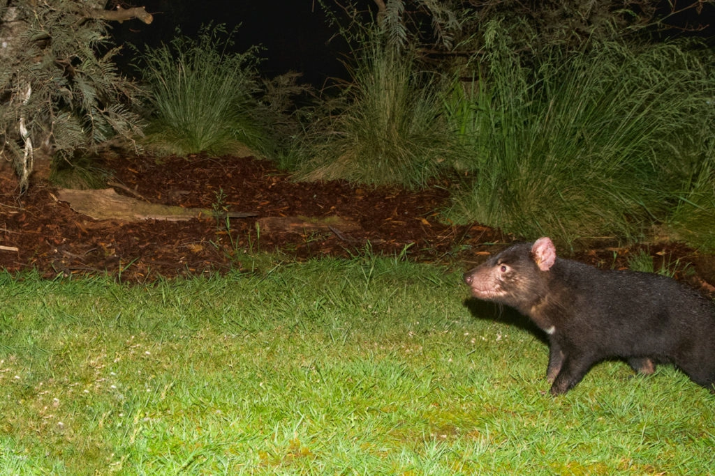 Tasmanian Devil at Mountain Valley Wilderness Holidays