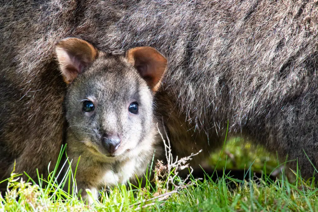 Tasmanian pademelon joey in north west Tasmania