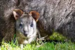 Tasmanian pademelon joey on a north west Tasmania road trip