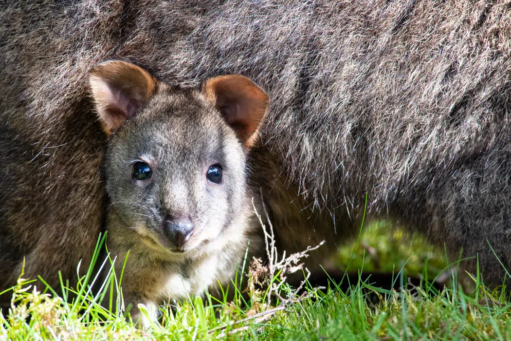 Tasmanian pademelon joey on a north west Tasmania road trip