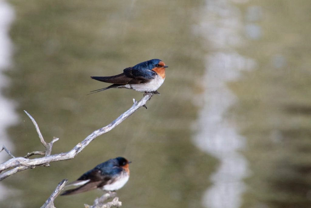welcome swallow sitting over leven river at Mountain Valley wilderness holidays