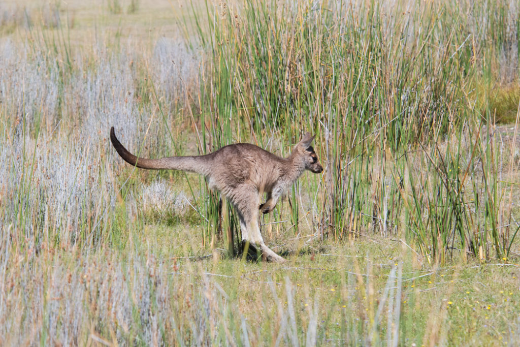 forester kangaroo joey