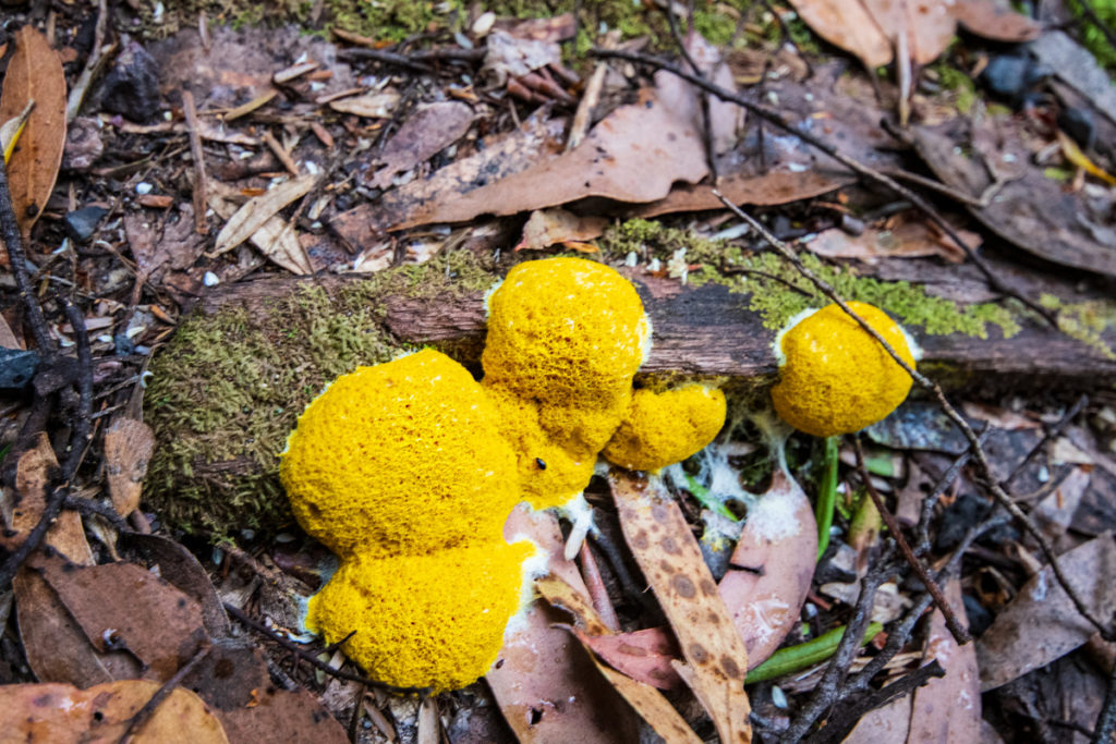 fungi at leven canyon, Tasmania