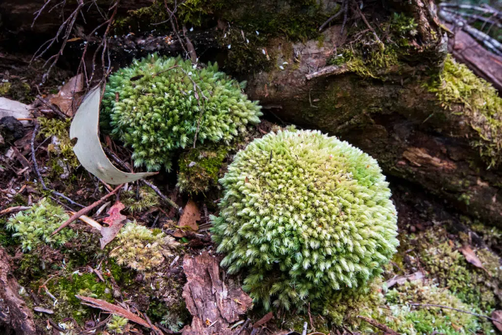 Mossy clump at Leven Canyon