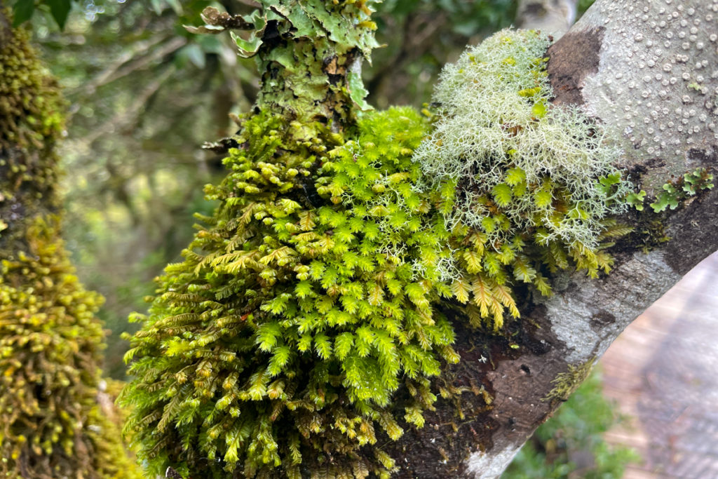 moss and lichen growing on a tree