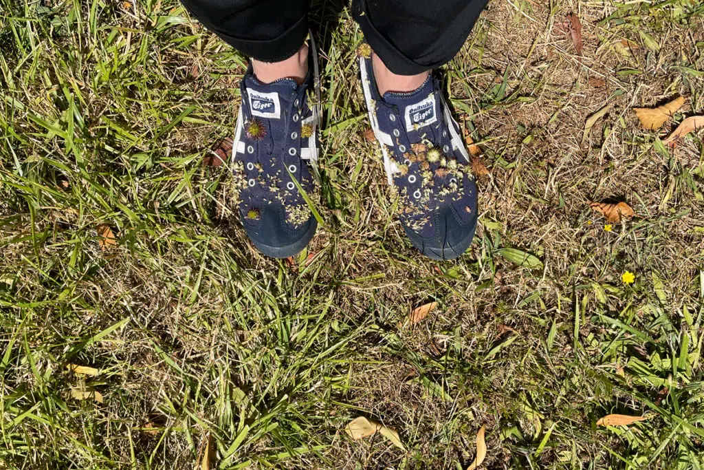 grass seeds on the shoes