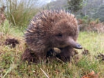 Australian animals - short-beaked echidna at Mountain Valley - one of the best places to see wildlife in Tasmania