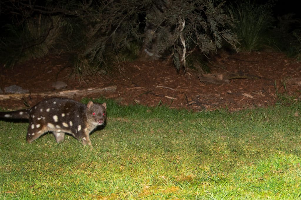 Spotted-tailed quoll at Mountain Valley wilderness holidays
