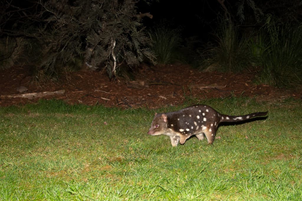 Spotted tailed quoll