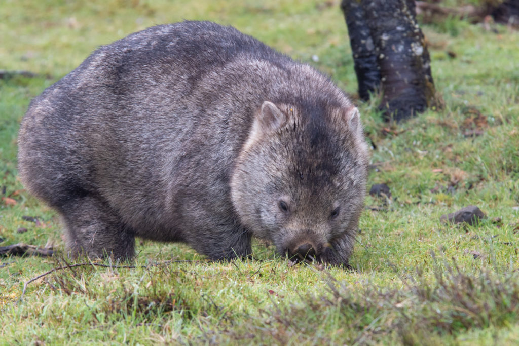 wombat tasmaina