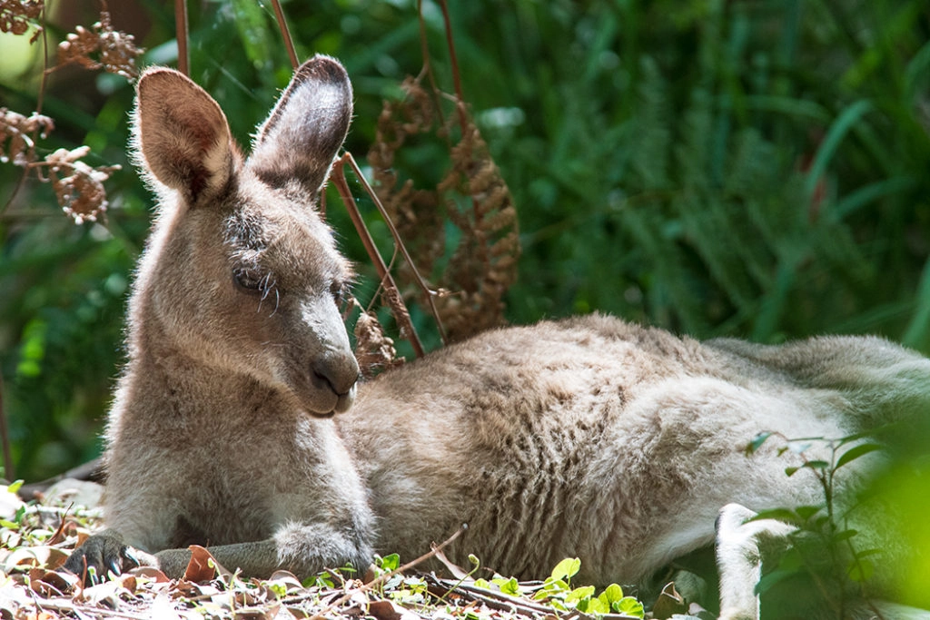 Eastern Grey Kangaroo at Green Patch beach, Jervis Bay