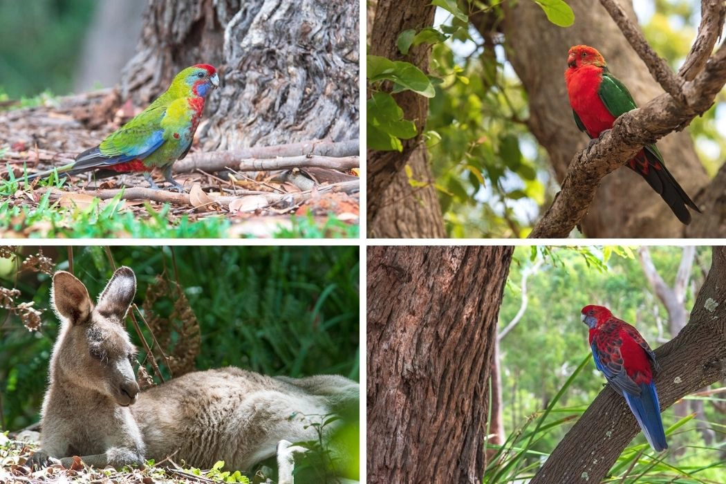 Green Patch, Jervis Bay