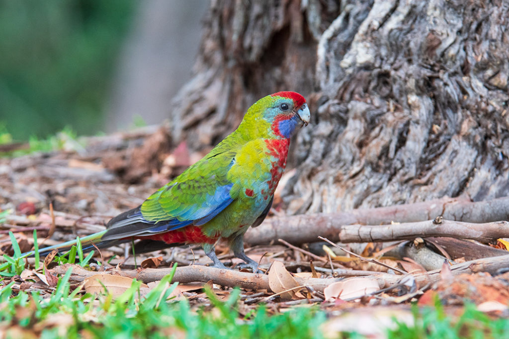 juvenile Crimson rosella at green patch in jervis bay