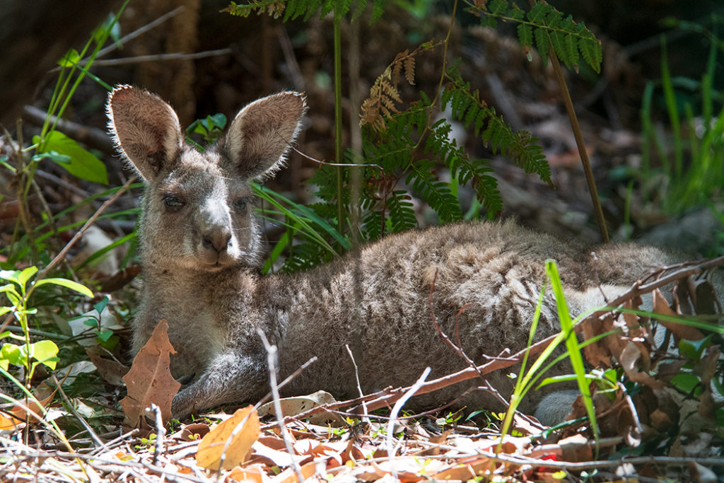 kangaroo at Green Patch, Booderee National Park
