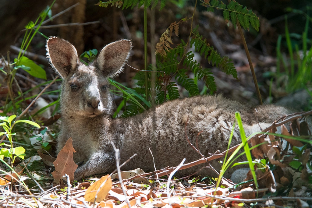 kangaroo at Green Patch, Booderee National Park