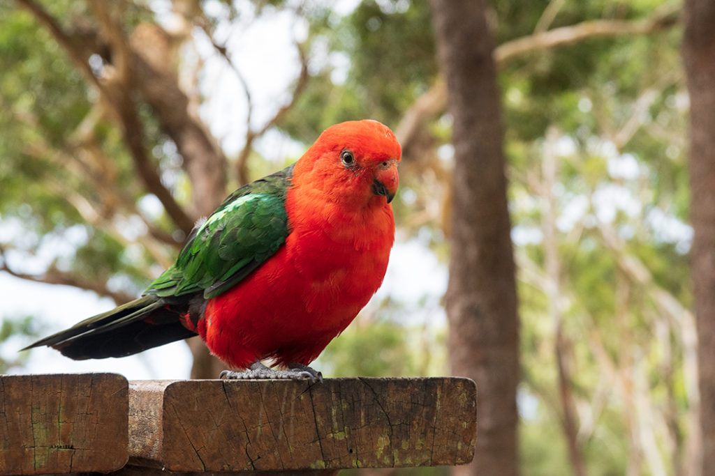 king parrot at green patch