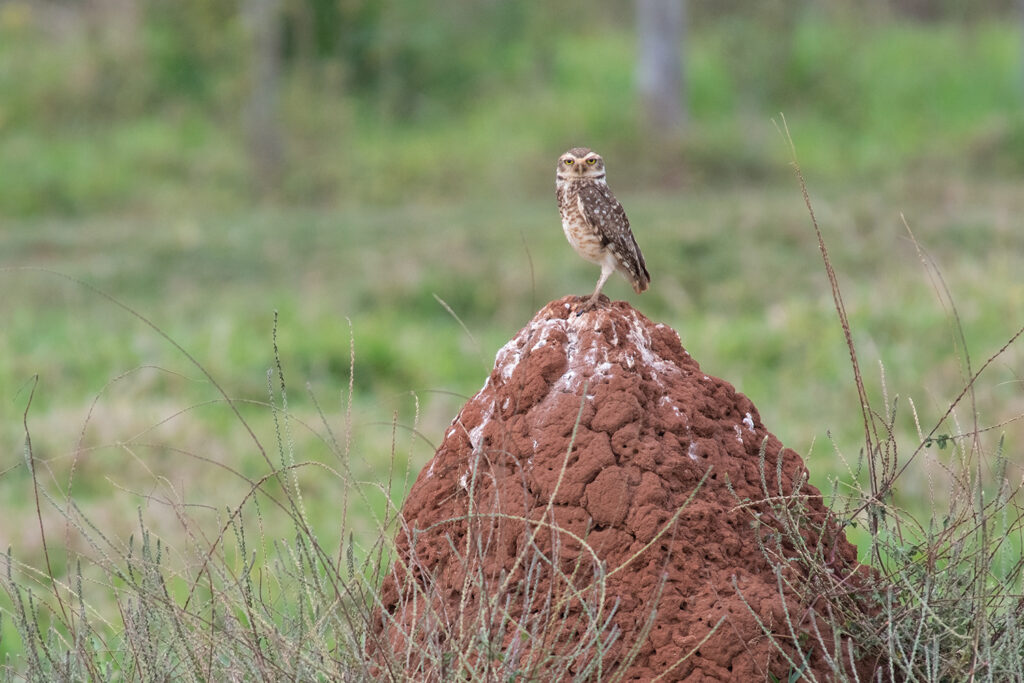 Burrowing owl at Fazenda San Francisco, Brazil
