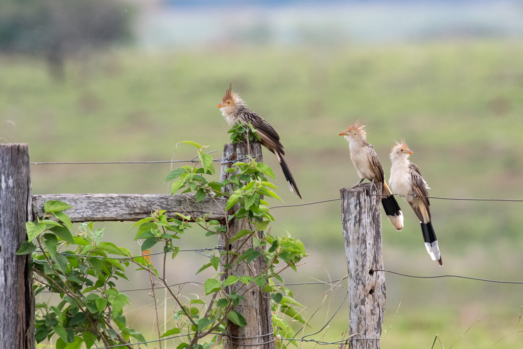 Guira cuckoos at Fazenda san Francisco, Pantanal