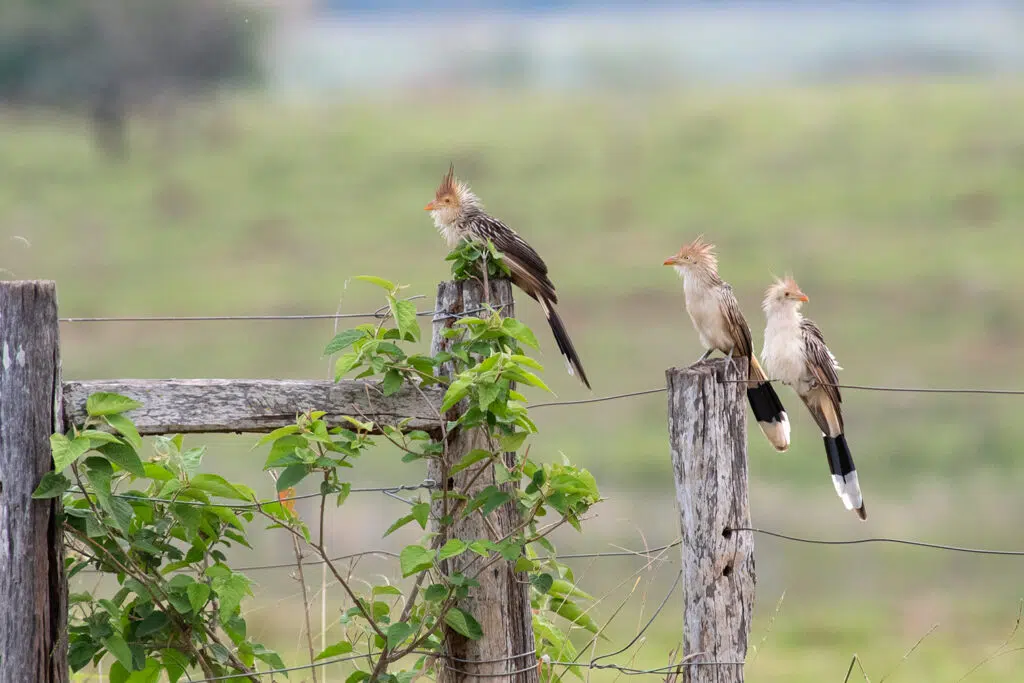 Guira cuckoos at Fazenda san Francisco, Pantanal