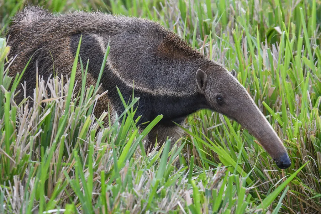 Giant anteater at Fazenda san Francisco, Brazilian Pantanal