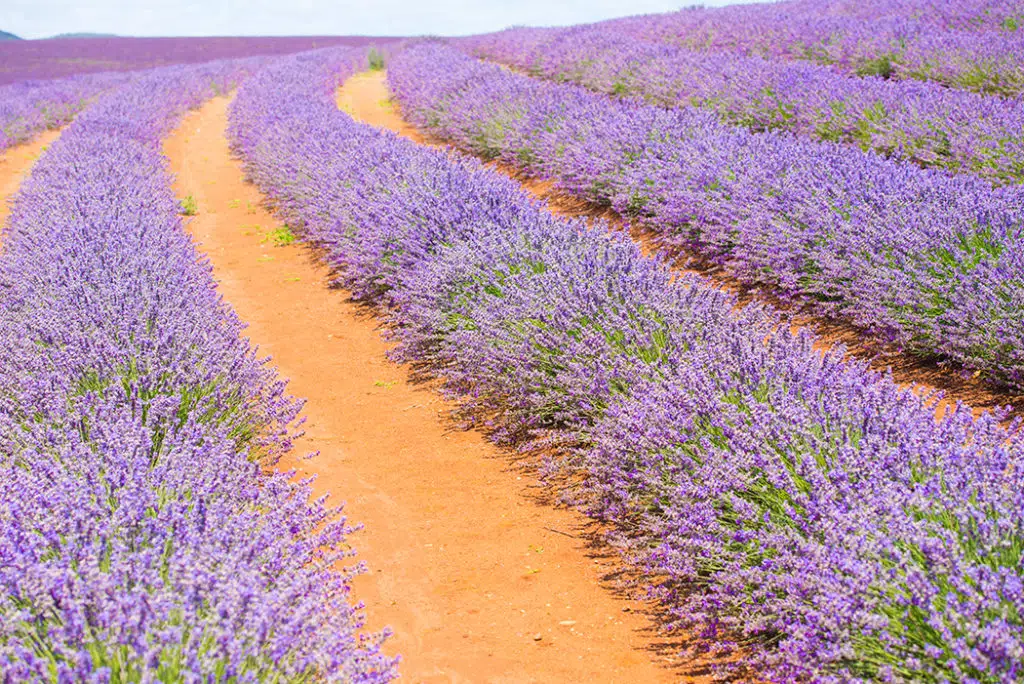 Bridestowe Lavender farm