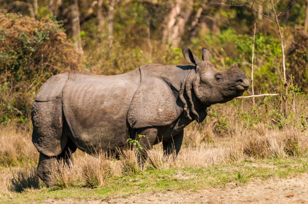 Bhutan's aniamls - One-horned rhino
