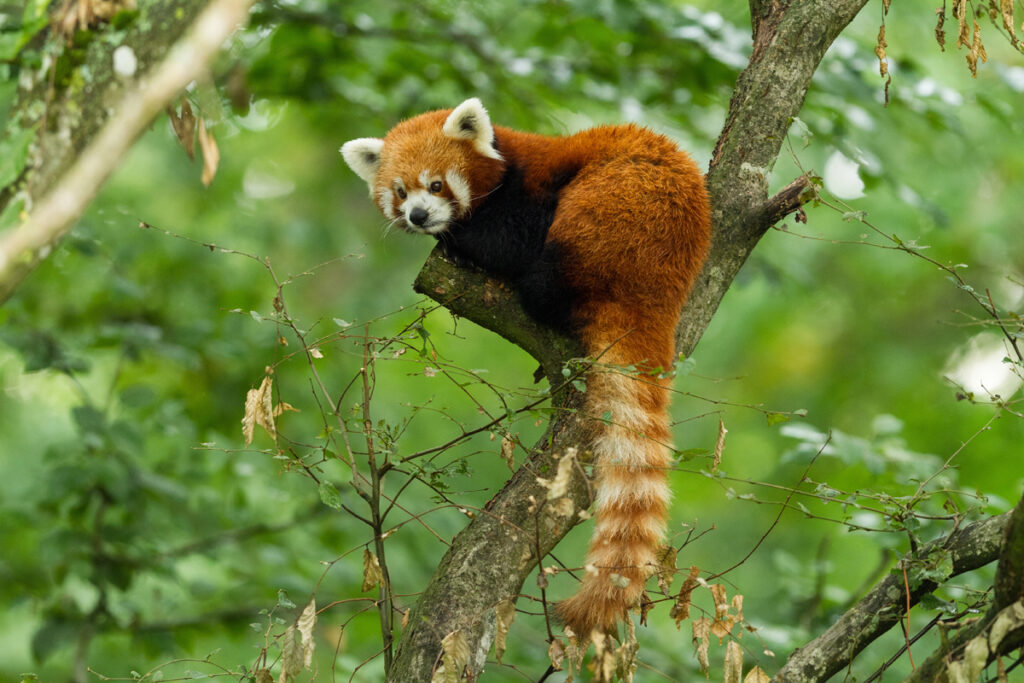 animals of bhutan - red panda