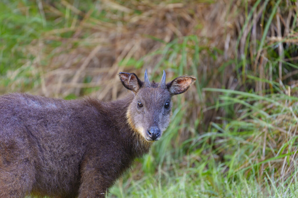 bhutan animals - serow