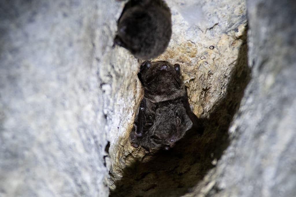 Bats in Sierra de Andujar
