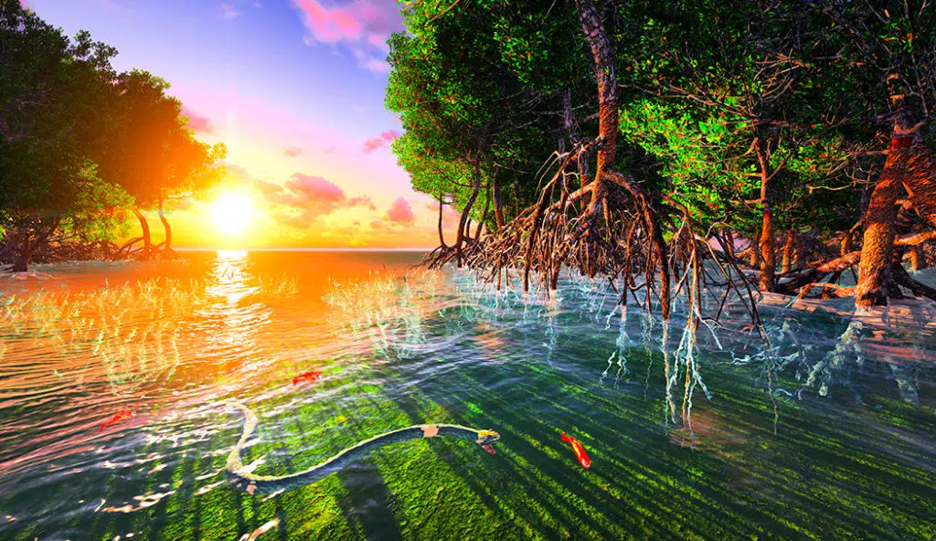 Big Cypress National Park in Florida
