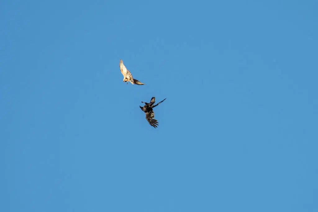 British goshawk - fighting Raven