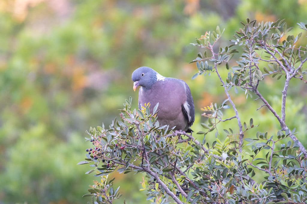 Common wood pigeon in Sierra de Andujar