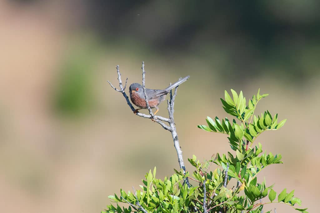 Dartford warbler in sierra de andujar