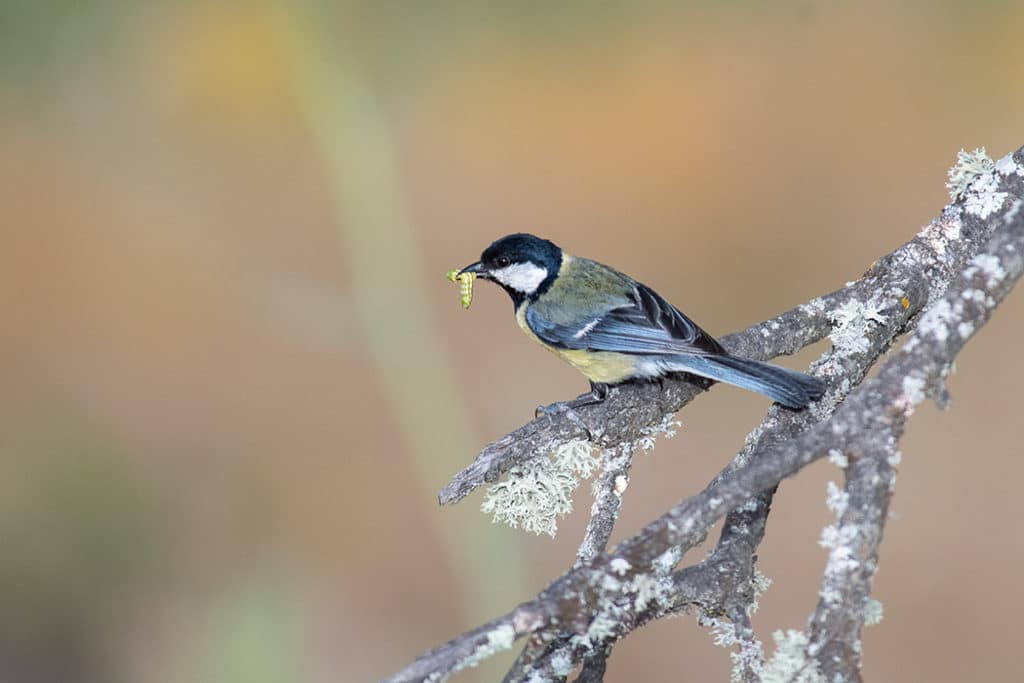Great tit southern spain