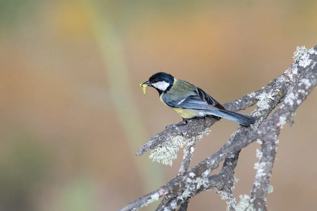 Great tit southern spain