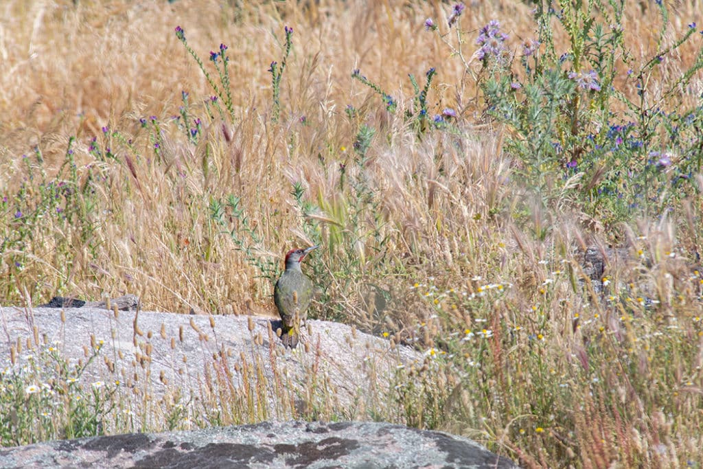 Green woodpecker Andalusia