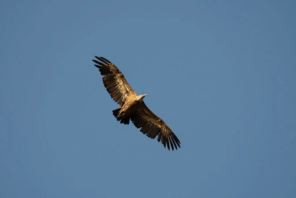 Griffon vulture in Sierra de Andujar Spain
