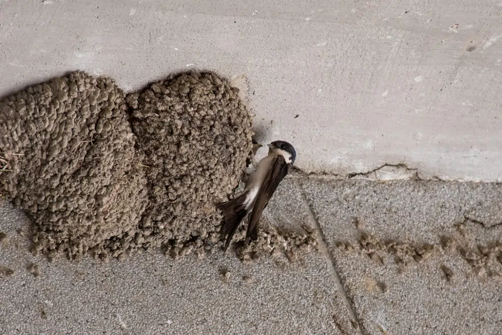 House martin at Jandula dam
