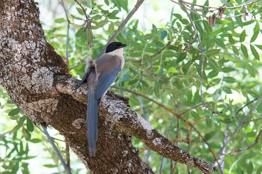 Iberian magpie at La Recta Recreational Area